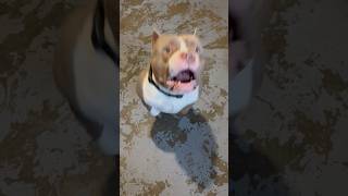 #suga #training #teaching #adoreble #dogshorts #dogowners #petlovers #happypuppy #cutedog #dogworld