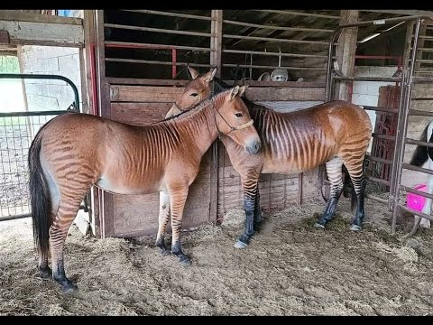What Is A Zebra Crossed With A Horse