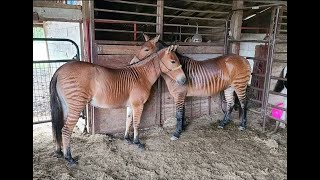 Zorse – Cross between a Zebra and a Horse