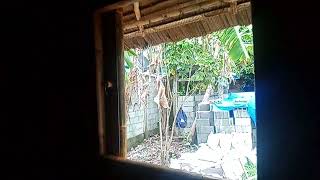 bahay kubo aklan