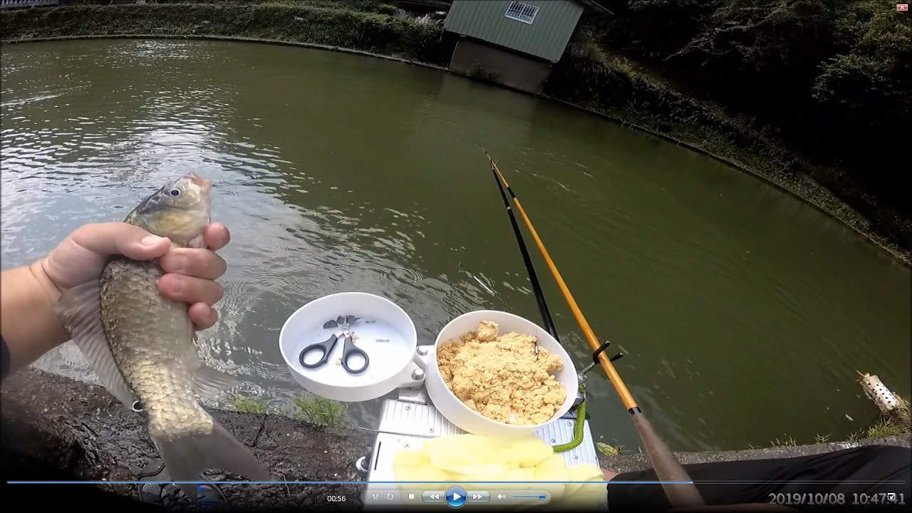 寒露秋風吹 尋找鯽妹妹~~新店狷園休閒池釣遊 2019.10.08 (中間遇到福哥哥差點斷線 最後遇到大鯉哥差點連竿子都凹斷了～～鯽魚、福壽魚、鯉魚)