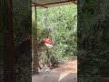 Relax time #shortsfeed #youtubeshorts #shortsviral #animals #naturelovers #monkey