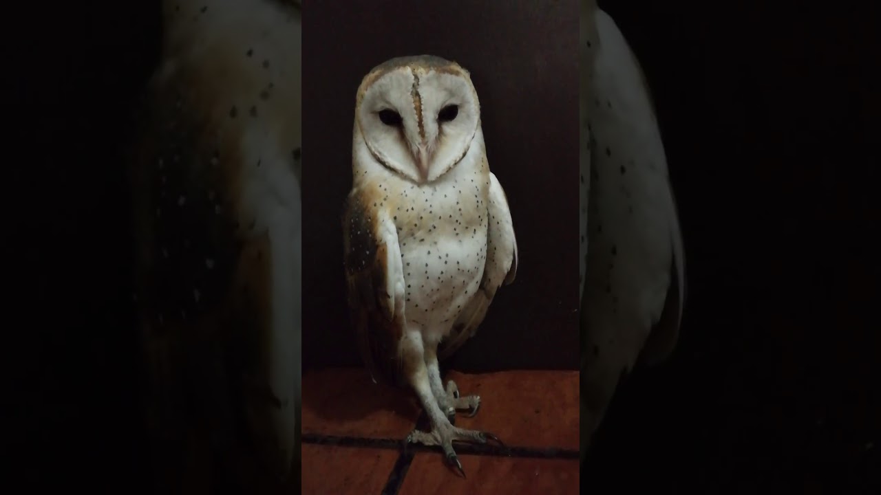 Petting Sherlock Barn Owl *sound on*
