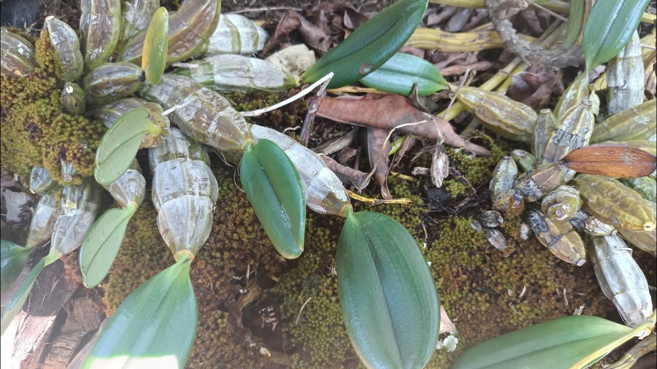 พาเดินดูกล้วยไม้ป่ากันครับ@ตั้มลำตะคลอง