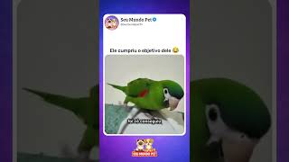 Ele confirmando 😂 #animal #br #brasil #shortsvideo #cachorro #gato #humorbrasil  #animalshorts