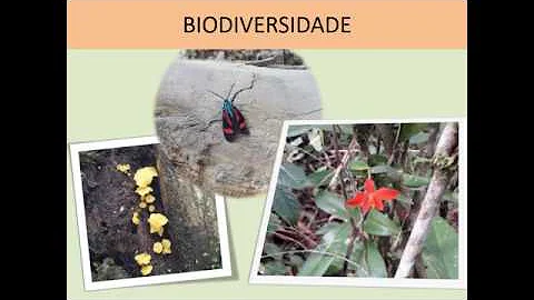 Quais são as técnicas de nucleação?