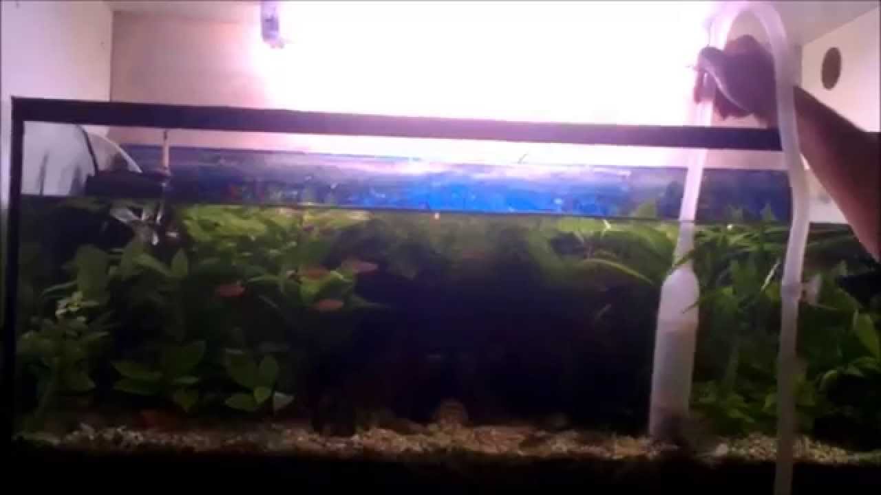 How To Clean Aquarium - Kako Očistiti Akvarij - YouTube