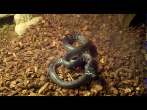 White Lipped Python