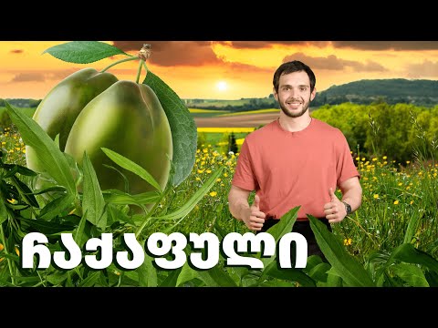 ჩაქაფული გავუშვით კოსმოსში! 🪐