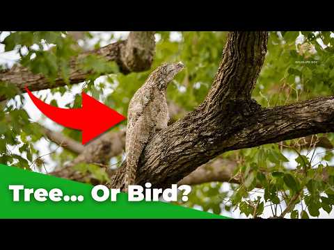 This Bird Looks Like a Tree… Until It Moves! Great Potoo