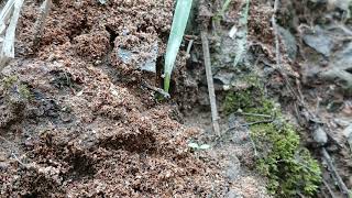 🐜 Ants Foraging on Reddish, Loose Soil (Close-up Macro)