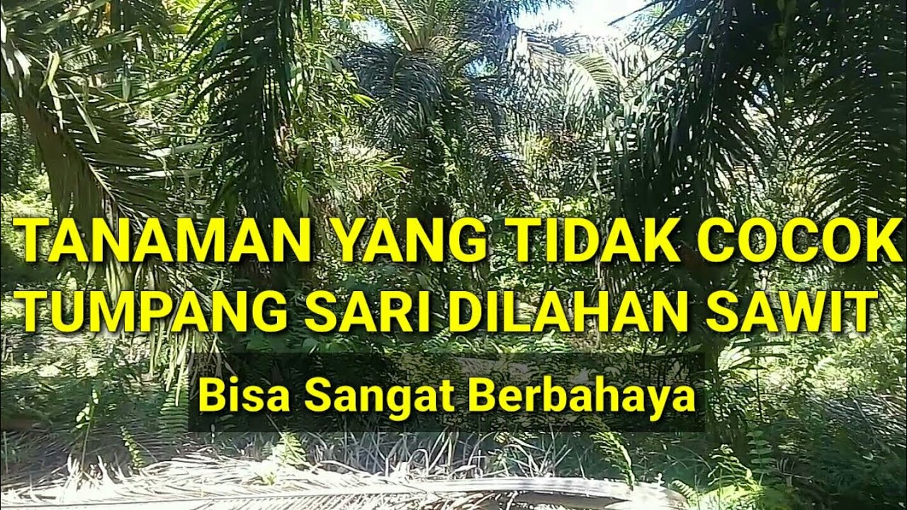 #tumpangsarisawit  tanaman yang tidak cocok tumpang sari dilahan sawit
