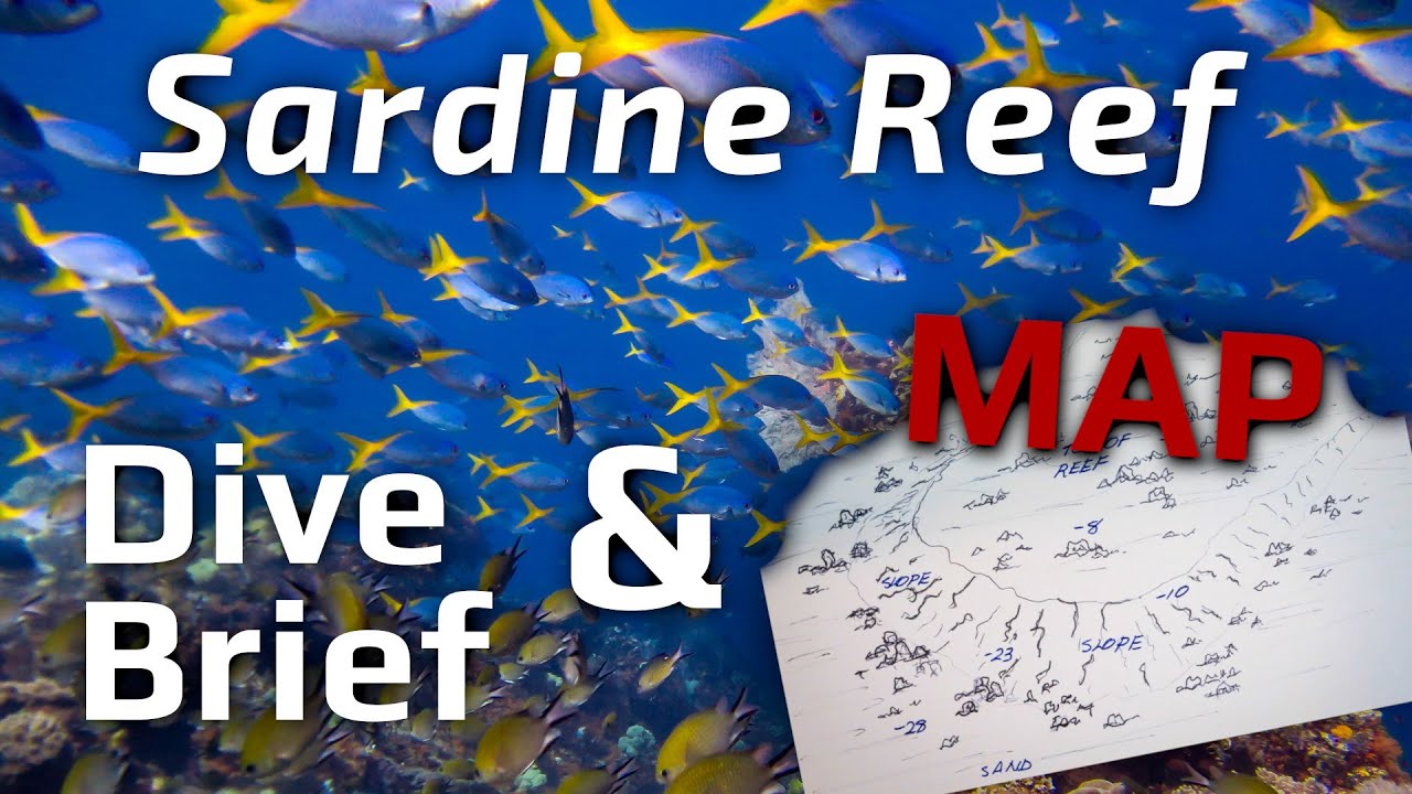 Sardine Reef Raja Ampat Dive Site.