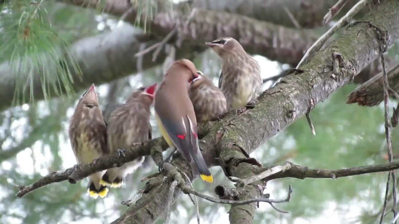 Cedar Waxwing Bird Feeding Babies Part 1