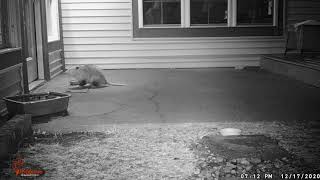 20201217 002 - Opossum eating Apple Core