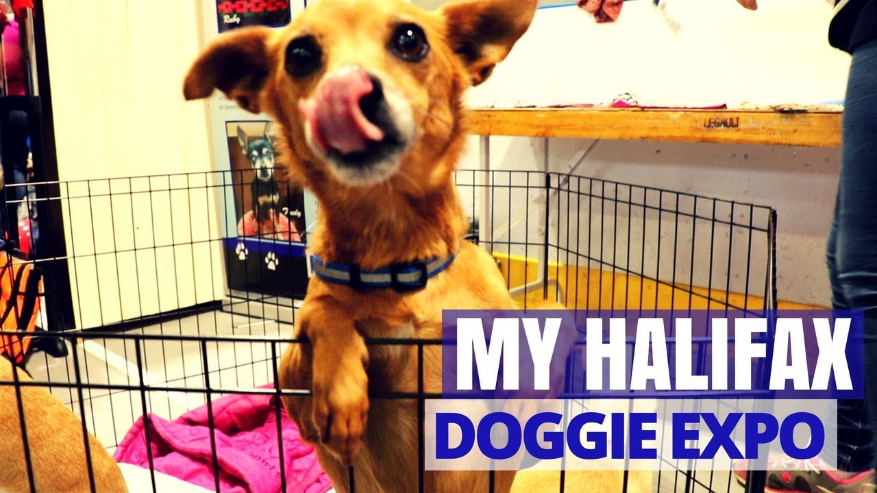 Doggie Expo My Halifax Things To Do In Halifax, Nova Scotia YouTube