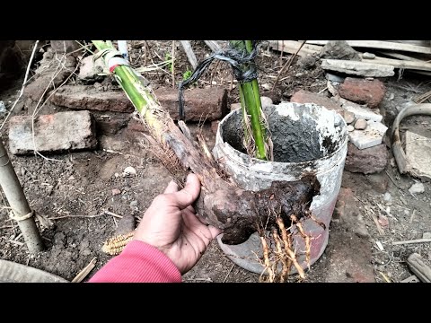 الطريقة الأنجح لزراعة النخيل والحصول على مجموع جذرى قوى