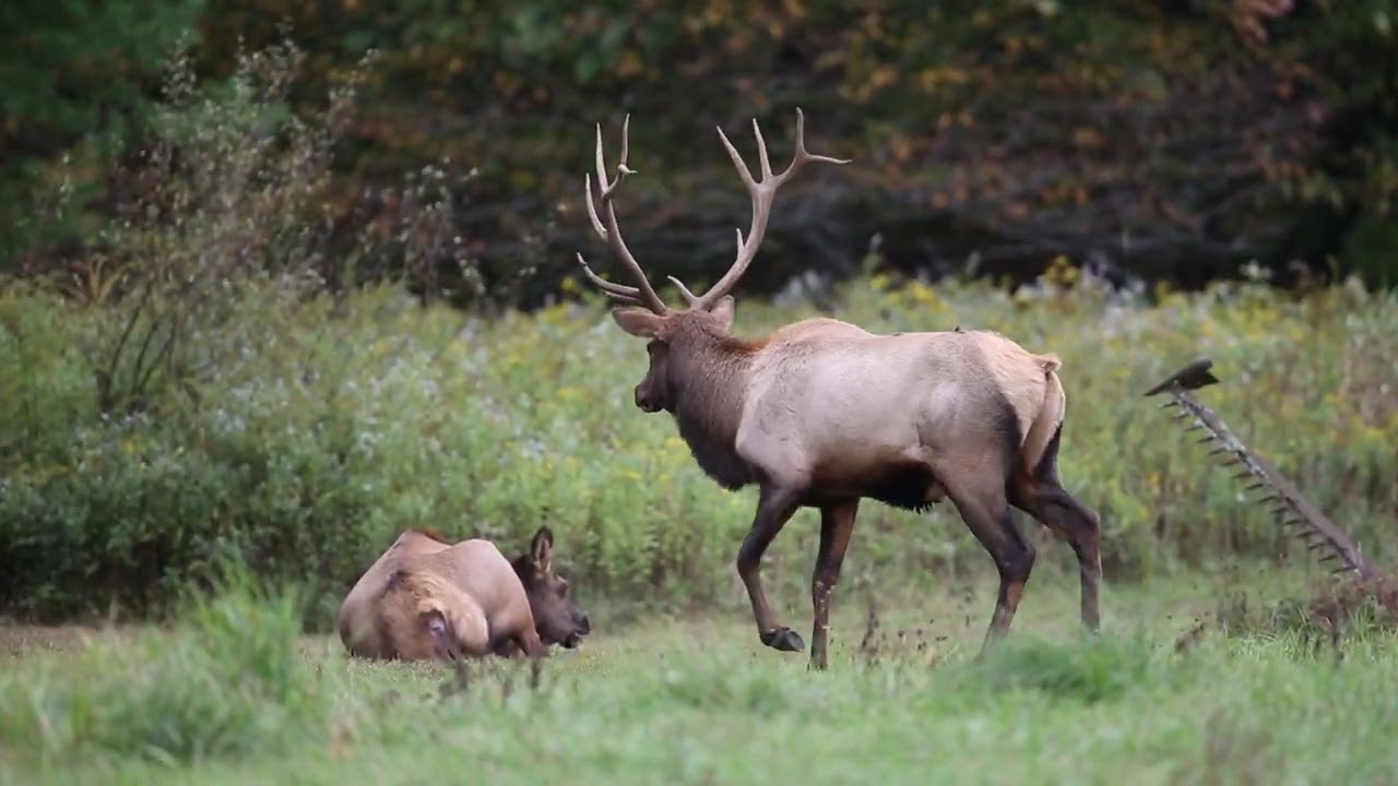 Benezett Bull and Cow Wandering Into the Woods.....