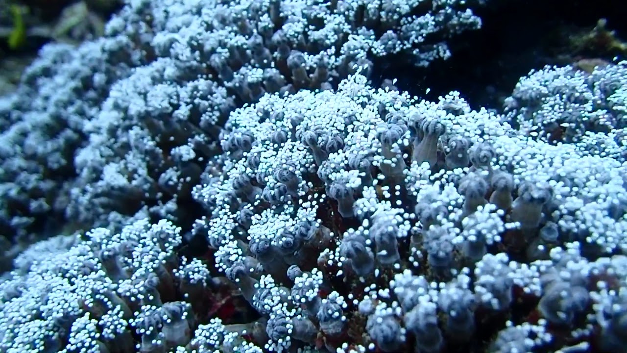 2018.5.23 ツツウミヅタの産卵 石垣島ダイブハウスクローバー camera iphone 8 plus apk