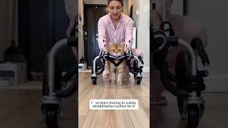 Destiny favors those who strive to live#animals #lovestory #cat #animallovers #shorts #cute #rescue