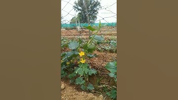 plant support net in cucumber #vegetable crop net #crop support net price #shorts