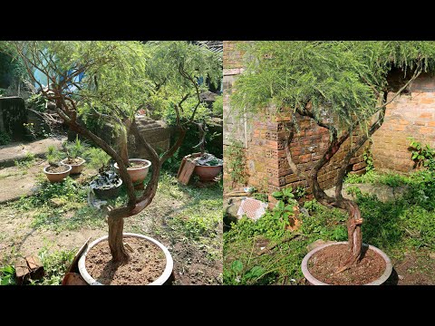 Video Kim sa tùng đã thuần chậu 2 năm giao lưu ae 0777570386 - youtube