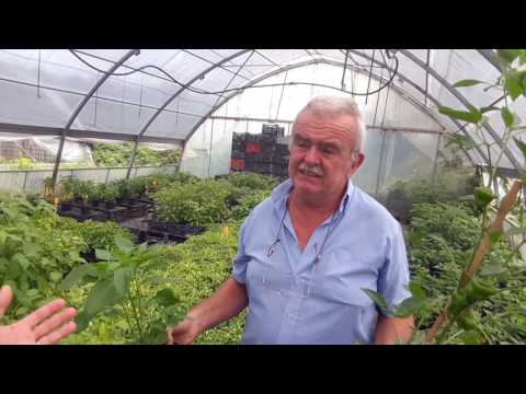 Video: Carolina Pimento per la cura delle piante: consigli per la cura e la potatura di un cespuglio di pimento della Carolina
