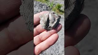 Look What I Found #brachiopod #fossil #newyork  #penndixie #ancient
