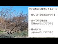 【ウメの剪定2種類】全体で丸と一枝一玉【やり方と考え方は人それぞれです】