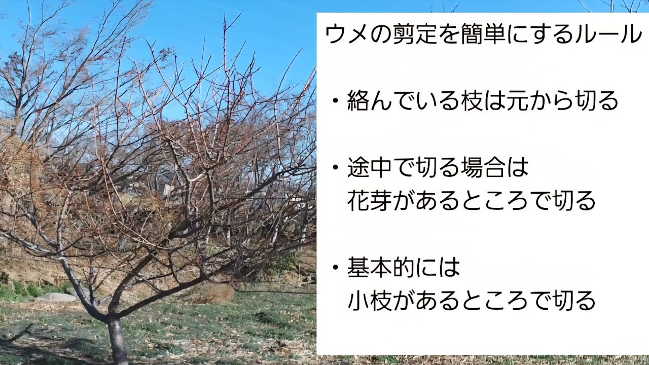 【ウメの剪定2種類】全体で丸と一枝一玉【やり方と考え方は人それぞれです】