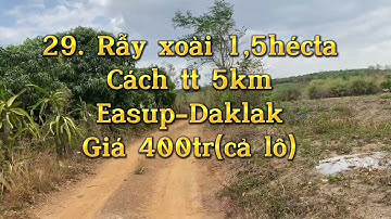 29.@Minh_nguyen2324 ❌Rẫy xoài 1,5héc (Easup-Daklak) Giá 400tr(cả lô) zalo 0962622324(Minh)❌