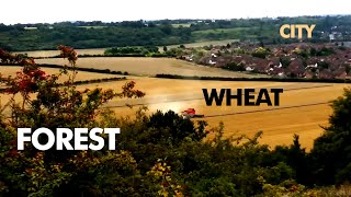 FOOD FOREST vs WHEAT