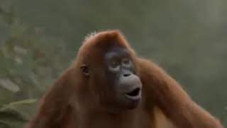 Monyet joget lagu india