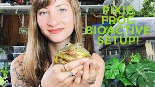 Bioactive Pixie Frog Setup!!!