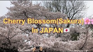 CHERRY BLOSSOM (SAKURA) IN JAPAN