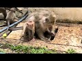 Cutie small baby monkey and wonderful mom #monkey #babymonkey #animal #animallovers