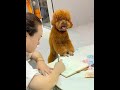 我太难了 我的毛孩子 毛孩子的日常 家有萌宠泰迪 成精的萌宠 宠物泰迪 泰迪狗狗 萌宠视频 我太难了 我的毛孩子 毛孩子的日常 家有萌宠泰迪 成精的萌宠 宠物泰迪 泰迪狗狗 萌宠视频