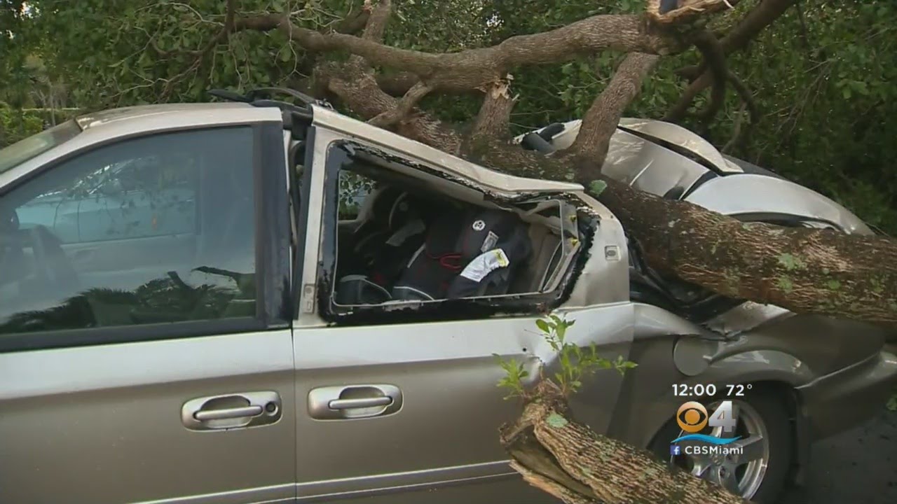 Gusty Storm Winds Leave Mess In Plantation