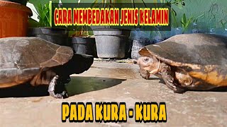 SEXING KELAMIN KURA-KURA