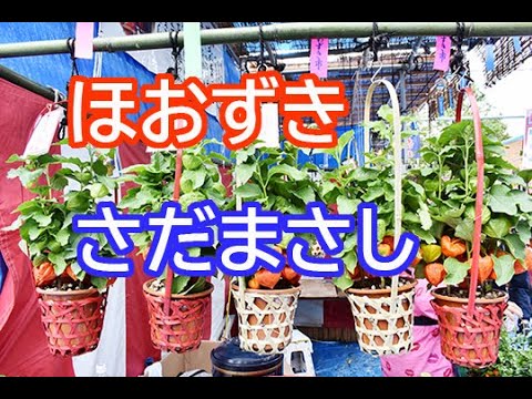 ほおずき　さだまさし　グレープ　カバー　1970年代　昭和の名曲　 I did a cover of Masashi Sada's "Chinese lantern plant".