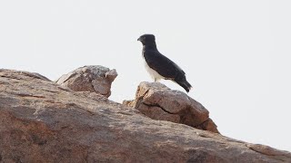 Birding Namibia August 2023 : part two