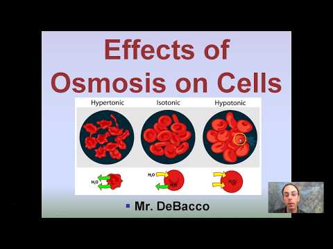 Wideo: Jak osmoza wpływa na komórki?