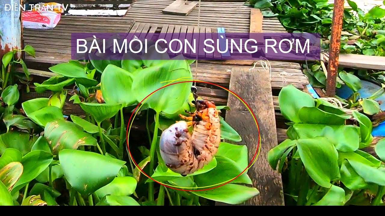 #10 BẬT MÍ BÀI MỒI CON SÙNG RƠM CÂU CÁ TRA VÀ CÁI KẾT / ĐIỀN TRẦN TV ...