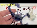 毒針のシッポがリアルに可動！サソリ2のガチャガチャ開封！