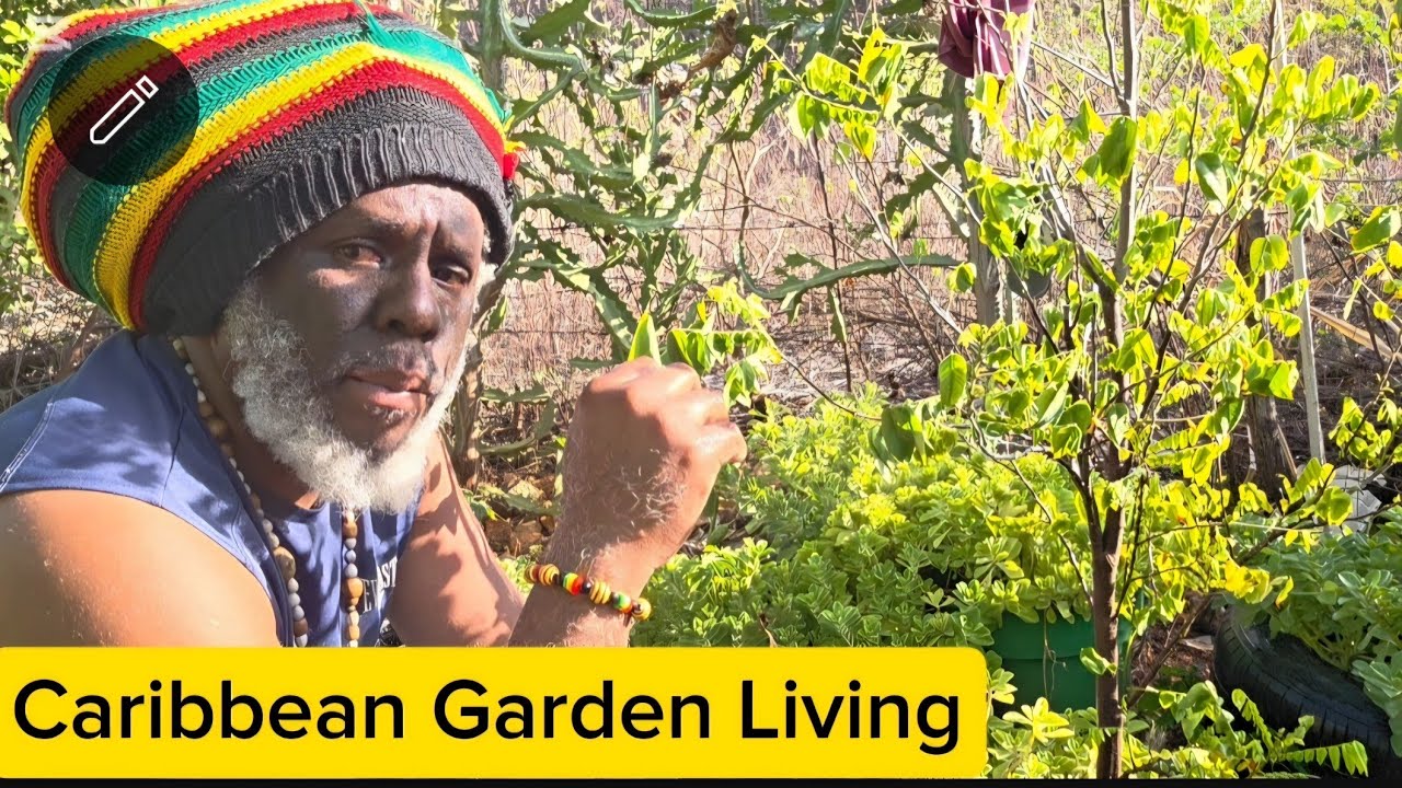 Caribbean Garden Living Growing Tradirional Herbs , fruits and veggetables 