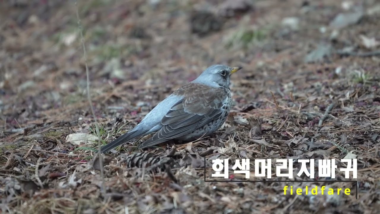 다시 만난 회색머리지빠귀