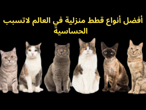 فيديو: سلالة القط الأمريكي Wirehair Hypoallergenic ، الصحة والحياة