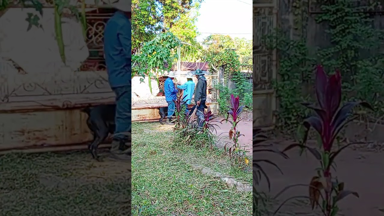 Extreme Grass Cutting Cleans a Forgotten Place 🌱✨ 