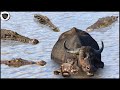 Crocodile Suddenly Ambushed And Destroyed Buffalo Mother And Daughter