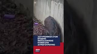 🐗 Απίθανο περιστατικό στη Θεσσαλονίκη